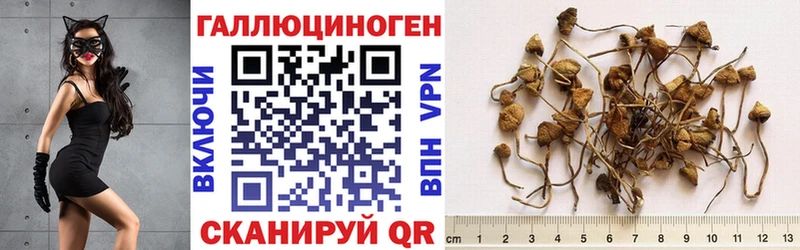 купить   Апрелевка  Галлюциногенные грибы GOLDEN TEACHER 